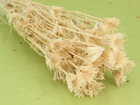 Nigela (černucha orientální) sušená bělená 50 g   