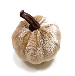 Dýně sametová champagne  - 6 cm - 1 ks