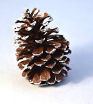 Šiška  závěs 13 cm - hnědo-bílá