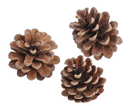 Šišky borovicové 5 cm - 6 ks