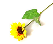 Stvol slunečnice  s listy - 47 cm