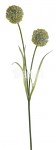 Allium - krémovězelené -2 květy