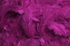 Peříčka barevná - fialovo- růžová