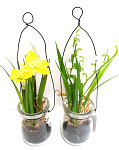 Narcis žlutý 9 květů - 68 cm